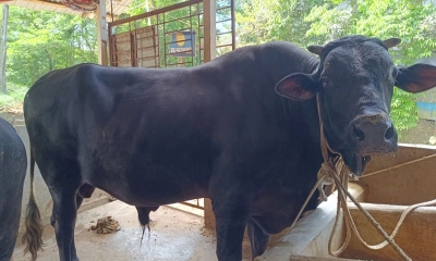 ৯০০ কেজির ‘কালো পাহাড়ে’র দাম ১৩ লাখ