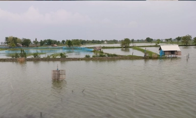 পাইকগাছায় টানা বর্ষণে তলিয়ে গেছে তিন হাজার মাছের ঘের