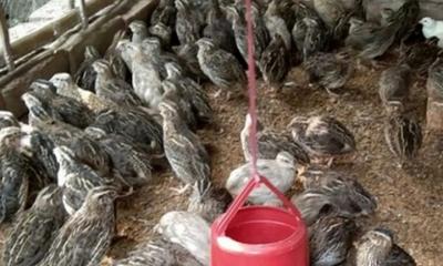 কোয়েল পাখি পালন করে সাড়া ফেলেছেন মাহমুদ শরীফ