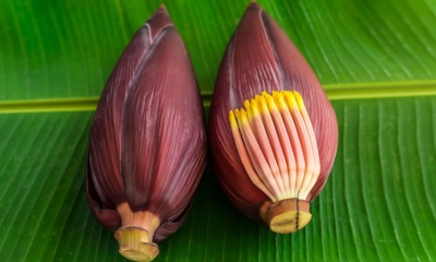 কলার মোচার যতগুন