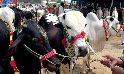 কোরবানির পশুর যেসব গুণ থাকতে হয়