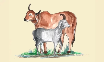 কোরবানি  ও সামাজিক সাম্য: ইসলাম কী শিক্ষা দেয়?