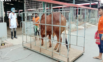 কেজিদরে কোরবানির গরু বিক্রি,  মিলছে অনলাইনেও