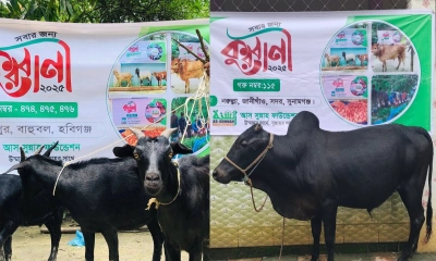 দেশজুড়ে কোরবানি দিচ্ছে আস-সুন্নাহ ফাউন্ডেশন