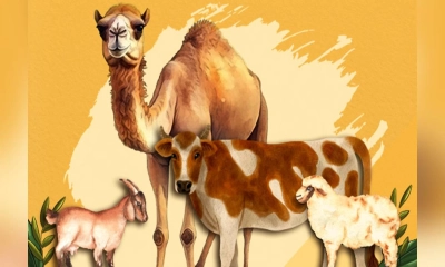 কোরবানির সময় যে দোয়া পড়বেন