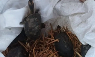 ক্রেতা সেজে ৬৭টি ক‌ড়িকাইট্টা কচ্ছপ উদ্ধার করল র‍্যাব