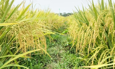 লালমোহনে মাঠজুড়ে কৃষকের স্বপ্ন
