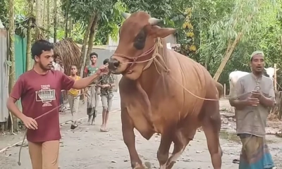 ১৩০০ কেজির লালচে ‘লায়ন’, দাম ১৫ লাখ