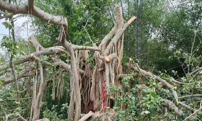 ‘শিরক’ আখ্যা দিয়ে শতবর্ষী বটগাছ কর্তন, তদন্ত কমিটি গঠন