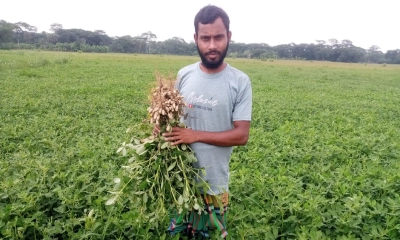 দুমকিতে বাদাম চাষে আগ্রহ বাড়ছে চাষিদের
