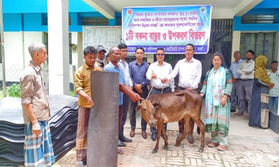 মান্দায় ক্ষুদ্র নৃ-গোষ্ঠীর মাঝে বকনা বাছুর বিতরণ