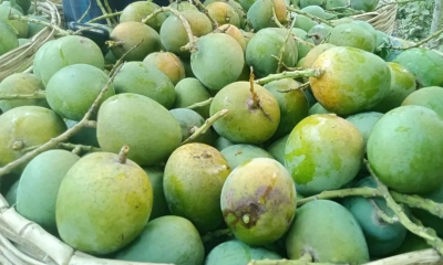 চীনে প্রথমবার রপ্তানি হবে বাংলাদেশের আম