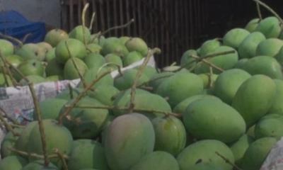 সাতক্ষীরার সুস্বাদু আম বাজারে আসছে আগামীকাল