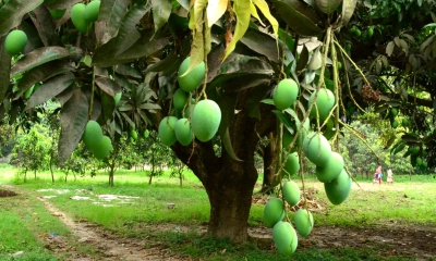 আমে স্বপ্ন বুনছেন চাষি-ব্যবসায়ীরা  