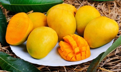 আম খাওয়ার পর যেসব খাবার ভুলেও খাবেন না