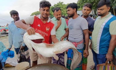 পদ্মায় জেলের ভেসাল জালে ১১ কেজির বিশাল বোয়াল