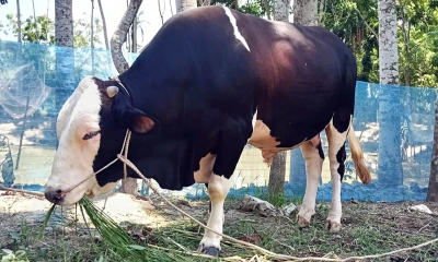 হাট কাঁপাতে আসছে ‘লালু সর্দার’ ও ‘কালিয়া’
