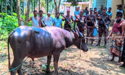 হারানো কোরবানির মহিষ ভারত থেকে ফেরত, পরিবারে ঈদের আনন্দ