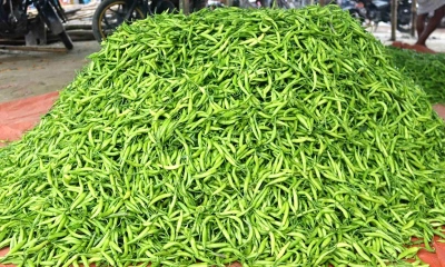কাঁচা মরিচের ‍‍‘ট্রিপল সেঞ্চুরি’