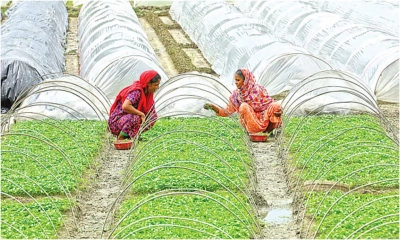 কৃষিকাজ করছেন নারীরা। ছবি-সংগৃহীত