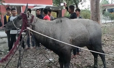 নাটোরে বিরল প্রজাতির নীলগাই উদ্ধার
