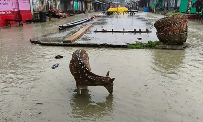 তলিয়ে গেছে নিঝুম দ্বীপ, রাস্তায় ঘুরে বেড়াচ্ছে হরিণ