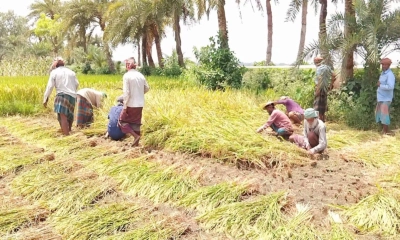 চুয়াডাঙ্গায় বোরো ধানের বাম্পার ফলন, শ্রমিক সংকটে বিপাকে কৃষক