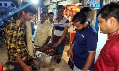 আহত সেই ঈগলটিকে বাঁচানো গেল না