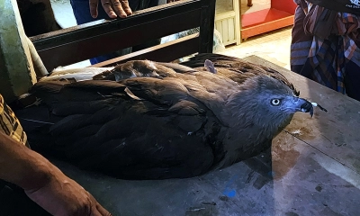 ধানখেতে পড়ে ছিল দুর্লভ ঈগল