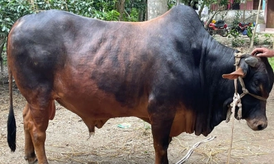 কোরবানির হাট কাঁপাবে চাটখিলের ‘যুবরাজ’