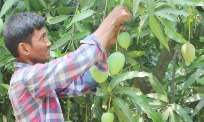 নওগাঁয় আমের মৌসুম শুরু
