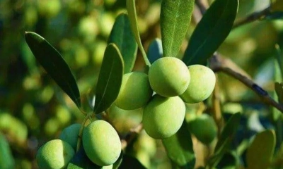 ক্ষুদ্র ফল জলপাই ছবি: সংগৃহীত