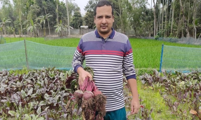 সুপারফুড বিটরুট চাষে খুলেছে সম্ভাবনার দুয়ার