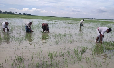 পাবনায় স্লুইসগেটের পানি ছাড়ায় এক রাতে ডুবল কয়েক শ বিঘা জমির ধান