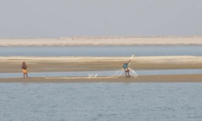 কুষ্টিয়ায় অবাধে শিকার করা হচ্ছে অতিথি পাখি