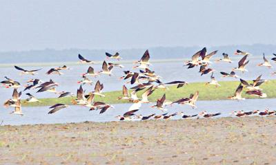 শীতে যারা বাংলাদেশের অতিথি