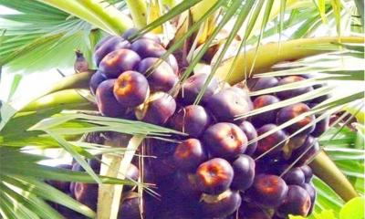 মাধবপুরে গাছে গাছে ঝুলছে পাকা তাল
