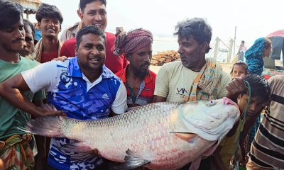 পদ্মার ২৮ কেজির কাতল অর্ধলাখ টাকায় বিক্রি