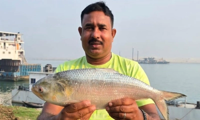 পদ্মার ইলিশ সাড়ে ৮ হাজারে বিক্রি