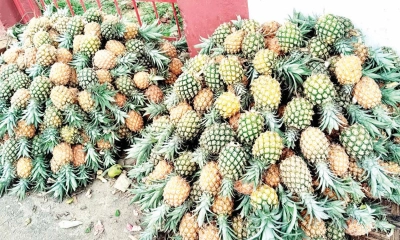 চা ও আনারসে খ্যাতি বাড়ছে শ্রীমঙ্গলের 
