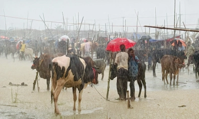 বৃষ্টিতে থমকে গেছে রূপগঞ্জে পশু কেনাবেচা