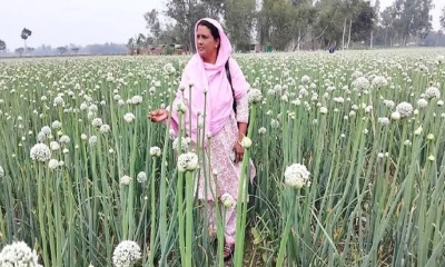 পেঁয়াজ বীজ চাষে কোটিপতি সাহিদা