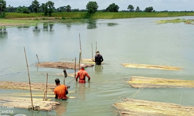 সালথায় পাটের আঁশ ছাড়াতে ব্যস্ত সময় পার করছেন চাষিরা
