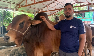 আগৈলঝাড়ার রাইয়ান ডেইরি অ্যান্ড ফ্যাটেনিং ফার্মে ষাঁড়ের সঙ্গে শামিম শিকদার। ছবি-রূপালী বাংলাদেশ