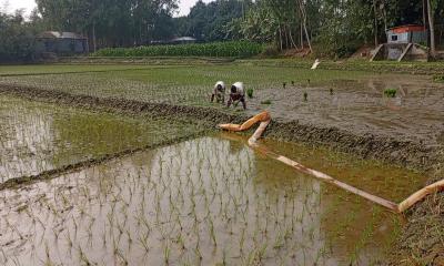 সারিয়াকান্দিতে বোরো রোপণে ব্যস্ত কৃষক