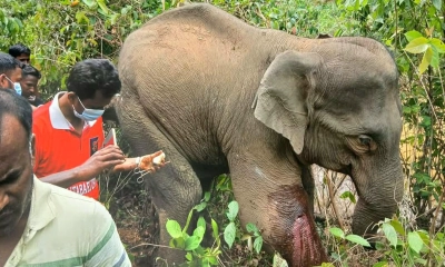 লোকালয়ের পাশে পড়েছিল অসুস্থ বন্যহাতি, চিকিৎসা দিলো শেরপুর বন বিভাগ