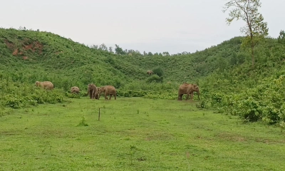 ঝিনাইগাতীতে বন্য হাতির আক্রমণে দুই শ্রমিকের মৃত্যু
