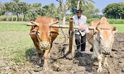 আধুনিকতার ছোঁয়ায় গরু দিয়ে হালচাষ এখন বিলুপ্তির পথে