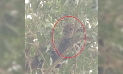 সীতাকুণ্ডে ধরা পড়ল মেছোবাঘ
