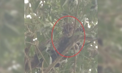 সীতাকুণ্ডে ধরা পড়ল মেছোবাঘ
